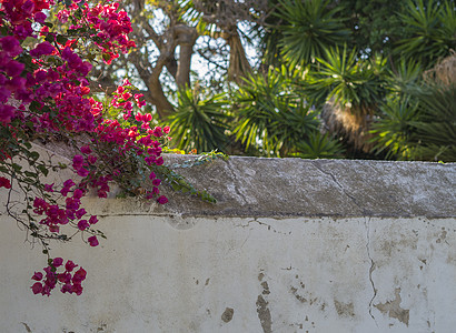 白石膏破碎墙壁 有紫粉红色热带花朵和绿色棕榈树 天然植物背景及复制空间图片