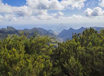 山峰尖峰的观测点 绿色西普树丛和戏剧蓝色天空白云背景 特纳里夫金丝雀岛西班牙图片