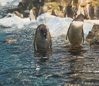 站在蓝色海水中的两只近身企鹅 其中一群是针头 岩石和冰山背景图片