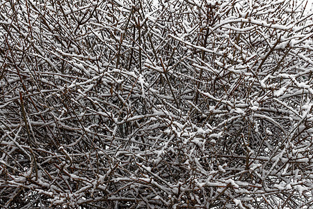 雪雪覆盖的植被图片