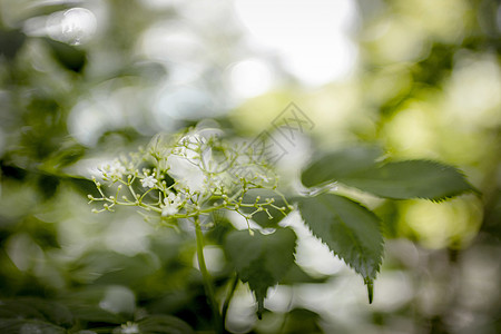 丛林宏观花朵背景绿色生活太阳季节鲜花墙纸植物背景图片