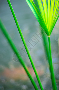 Cyperus 伞状植物和冲水时光的反光热带花园植物学建筑学公园植物群叶子绿色香附莎草图片