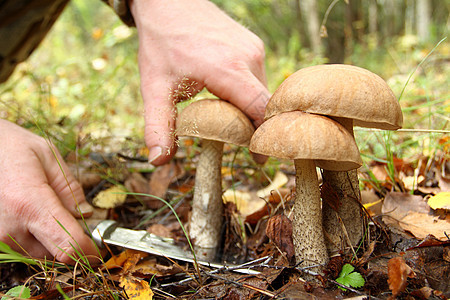 森林中大型野生牛肉蘑菇苔藓烹饪饮食男人季节森林美食生长孢子菌类图片