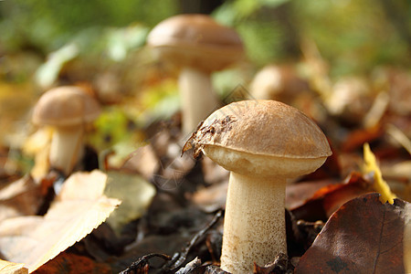 林中秋天的森林黑西尼蘑菇宏观苔藓烹饪生长森林食物绿色季节植物饮食图片