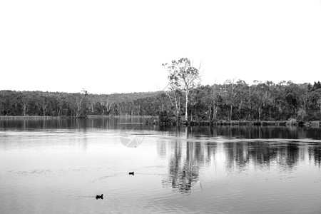 澳大利亚区域灌木林地环绕着澳大利亚的一个大型淡水水库蓝天野生动物阳光海景地平线黑白动物群旅行叶子爬坡图片