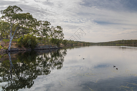 澳大利亚区域灌木林地环绕着澳大利亚的一个大型淡水水库野生动物阳光水路风景海景蓝天太阳动物群胶树树叶图片