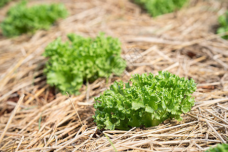 农村的绿色芥子蔬菜植物多叶农场芥菜生长花园食物菜园芸苔叶子种植图片