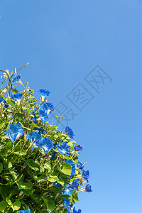 清晨花朵 蓝色天空番薯喇叭花荣耀花园藤蔓紫色公园叶子蓝花植物群图片