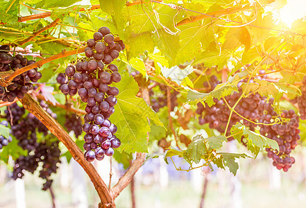葡萄园里的红葡萄准备收割树叶葡萄园酒厂藤蔓国家食物植物园艺紫色花园图片