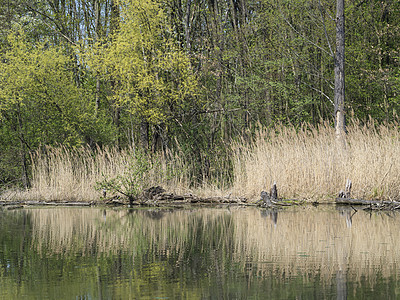 沼泽湖 泉川漫游水域景观中的干草和树木图片