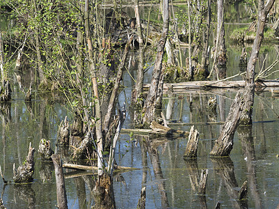 沼泽湖 泉川漫游水域景观中的原木和树木日志环境绿色自然公园树干森林反射池塘荒野栖息地图片