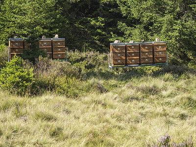 在森林里养蜜蜂 阳光明媚的日子里 棕色木形蜂窝在树林中图片