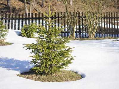 在寒冬阳光明媚的天天 白雪中小绿色青春芽树 背景上有木栅栏图片