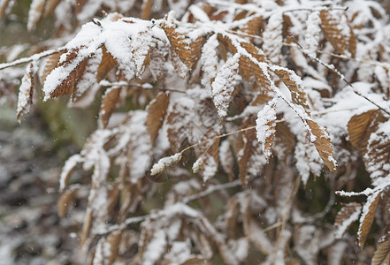 紧紧的雪层覆盖着橙色藻类 叶子落下雪秋冬后背灰图片