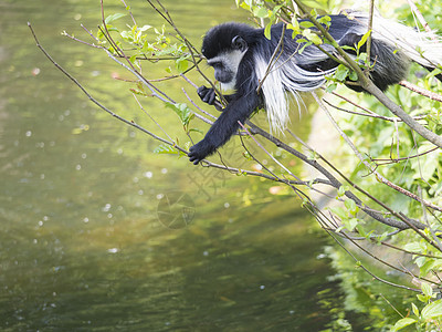 年幼的猴子也叫吃树叶 在水面上爬树枝 自然阳光 复制空间哺乳动物野生动物成人披风生物栖息地灵长类动物幼兽母性图片