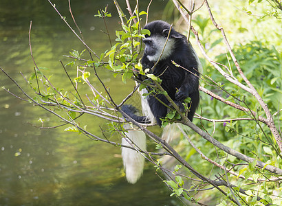 年幼的猴子也叫吃树叶 在水面上爬树枝 自然阳光 复制空间生物栖息地动物荒野野生动物孩子披风灵长类母性女性图片