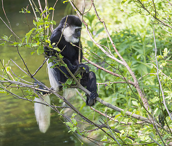 年幼的猴子也叫吃树叶 在水面上爬树枝 自然阳光 复制空间野生动物哺乳动物灵长类动物栖息地母性荒野孩子幼兽披风图片