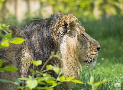 特写亚洲狮子头的肖像 走在草地上 野兽之王 世界上最大的猫 世界上最危险和最强大的掠食者捕食者自然野生动物豹属动物国王狮子毛皮豹图片