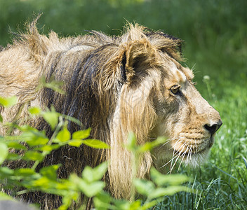 特写亚洲狮子头的肖像 走在草地上 野兽之王 世界上最大的猫 世界上最危险和最强大的掠食者毛皮国王头发捕食者豹猫鬃毛力量波峰狮子荒图片
