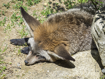 Otocyon巨石 躺在地上睡着的狐狸沙漠捕食者哺乳动物睡眠动物园犬科动物群游戏耳朵蝙蝠图片