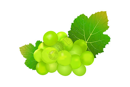 白色背景的孤立葡萄 葡萄酒葡萄图标背景图片
