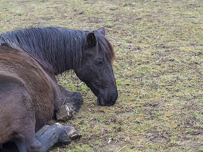 特写肮脏的姜棕色马躺在杯子绿草草地上农村动物退休说谎家畜哺乳动物绿色马卧牧场图片