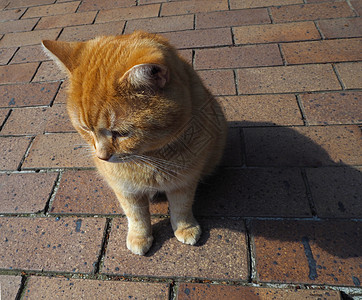 滚砖铺地上的姜鱼头猫图片