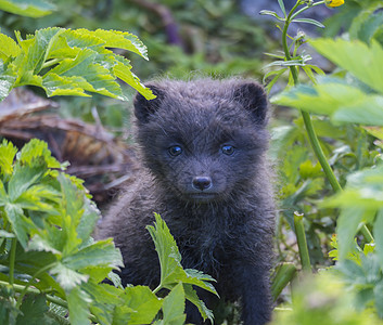 在冰岛西峡湾的自然保护区 夏季从明亮的绿草植物中近距离观察一只北极狐 的可爱幼崽 好奇地看着它 有选择地关注狐狸的眼睛小狗栖息地图片