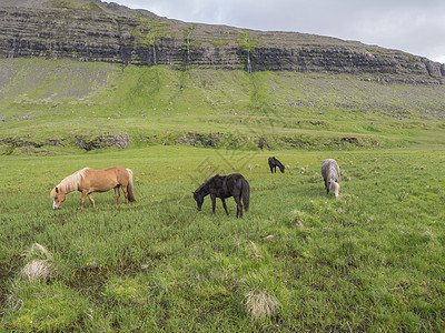冰岛夏季 冰岛的一群冰岛马在绿草地上放牧 那里有水坑 山丘和蓝云层背景爬坡蓝色风景哺乳动物农村团体旅行国家场地农场图片