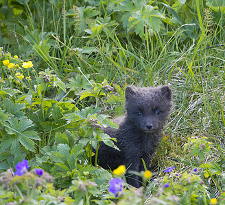 北极狐的可爱幼崽好奇地从明青绿草和鲜花中寻找 在冰岛西码头自然保护区夏季哺乳动物小狗狐狸草地野生动物荒野毛皮动物群白狐幼兽图片