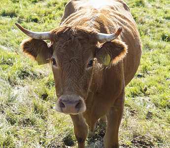 亲切的姜牛牛正面风景 在绿草上紧贴头部图片