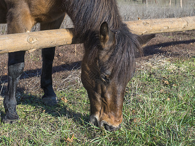 在布拉格公园 春初在草地上吃草的姜棕色马头 专注眼睛图片