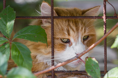 笼子里的悲哀猫锁定栅栏环境猫科悲伤孤独庇护所花园小猫哺乳动物图片