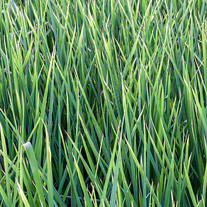 绿稻田农业绿色季节草地生长种植园粮食植物乡村植物群图片