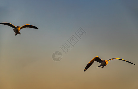 夜里海鸥在天空中展翅飞翔野生动物航班猎物国家海岸自由日落气氛动物群动物图片