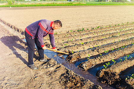 农民用铲子管理种植园的灌溉 灌溉系统 特写和水流改向 照顾农业植物 大量浇水 体力劳动 农业农场图片