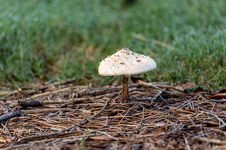 金色线索 莱皮迪拉蘑菇也叫阿玛尼塔甘油荒野森林图片