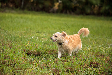 金金发奇奇怪怪的吉娃娃狗 探寻热带花园宠物跑步犬类母狗公园草地动物长毛狗图片