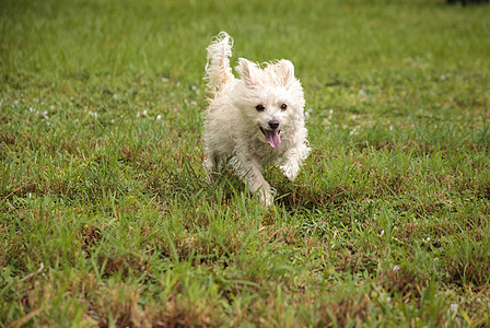 快乐运行 西高地特瑞尔狗跑狗跑长毛狗草地犬类动物猎犬宠物花园跑步热带公园图片