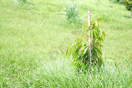 果园农场种植的德良树食物种植园榴莲生长水果植物花园叶子图片