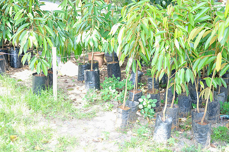 果园农场种植的德良树榴莲食物生长种植园花园植物水果叶子图片