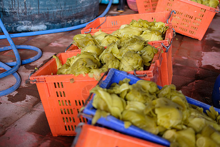 工厂中的绿色中国菜菜卷 中国传统面粉蔬菜食物盐渍植物美食发酵生产图片