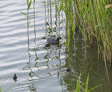 欧亚又称公 一个新生小鸡在绿池塘水中游动 并带Reeds野生动物眼睛游泳芦苇白痴成人动物群婴儿水鸟荒野图片