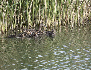 野生雌性绿头鸭与幼小鸭子 鸭嘴兽在水中 自然之美 春天的时候 鸟儿在有芦苇的湖上游泳 年轻人图片
