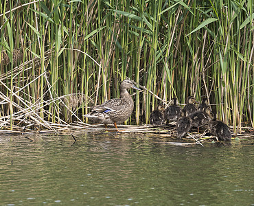 野生雌性绿头鸭与幼小鸭子 离开水隐藏在芦苇中 自然之美 春天的时候 鸟儿在湖上游泳 年轻人场景婴儿动物小鸭子野生动物池塘灯光荒野图片