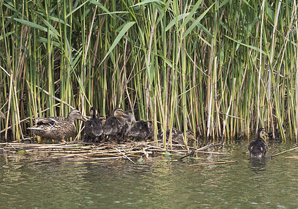 野生雌性绿头鸭与幼小鸭子 离开水隐藏在芦苇中 自然之美 春天的时候 鸟儿在湖上游泳 年轻人小鸭子团体池塘波纹动物野生动物场景小鸡图片