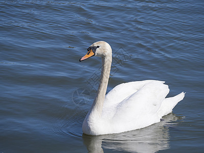 白色近身哑巴天鹅在阳光下蓝水面湖上游泳动物群野生动物公园脖子翅膀荒野池塘羽毛蓝色反射图片