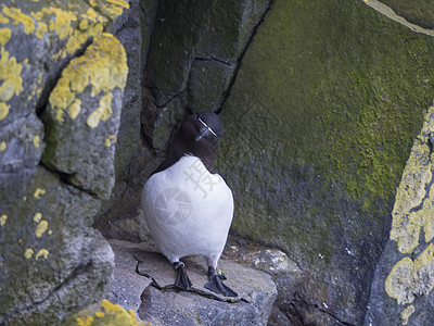RazorbillAlca torda单独特写 站在拉特拉巴贾尔格鸟悬崖 岩石和石头背景 选择性焦点 复制空间的岩石上动物旅游海图片