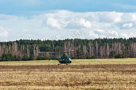 MI-2型直升机降落在林带附近的田地上图片