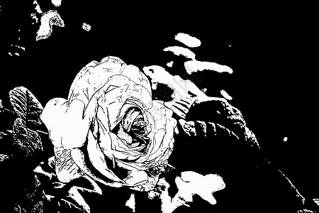 一朵黑白玫瑰花的轮廓图片